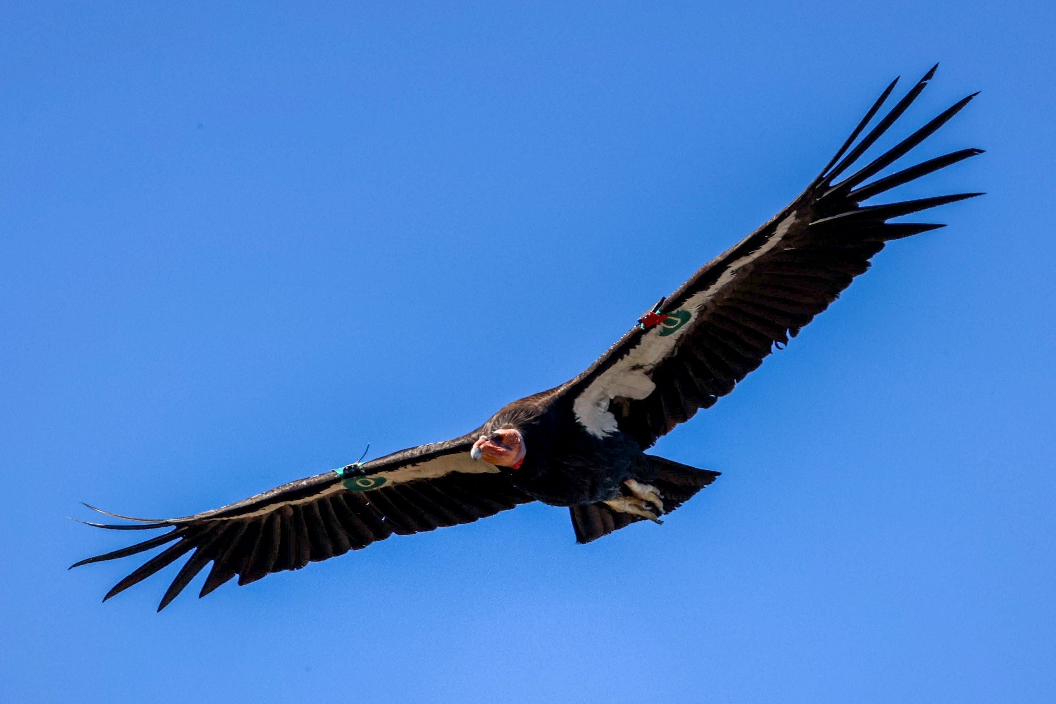 Saving the California Condor: A Journey of Hope