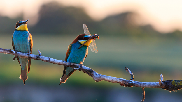 The Importance of Biodiversity: Why Every Species Matters